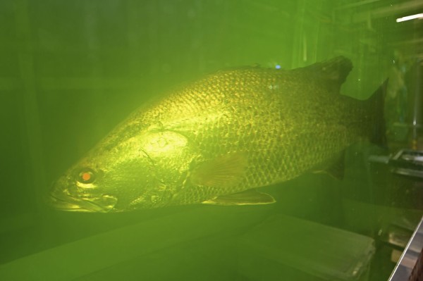 幻の怪魚アカメの剥製65cm