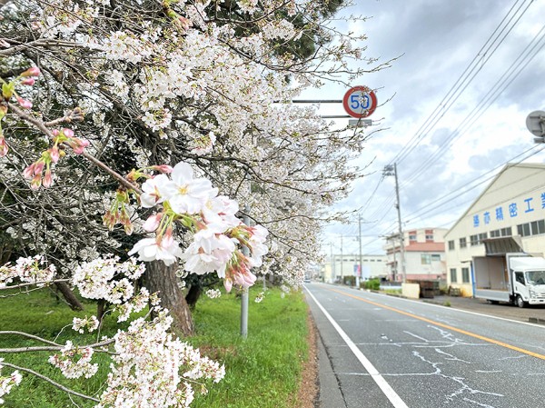 配送日指定可 【六通】桜の花 たからガード | vendee-rehaussement.com