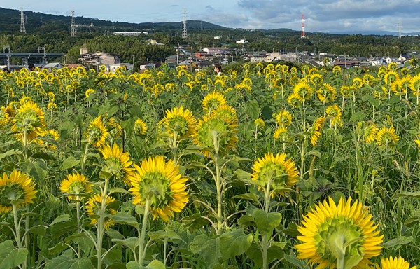 ひまわりランド開花情報（そのイチ） : 沼津つーしん