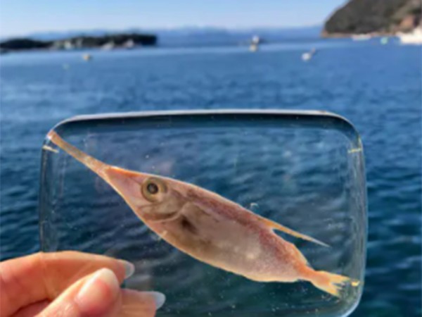 魚類標本 戸田深海魚を引き続き盛り上げたい！青山沙織さんの新しい作品が登場