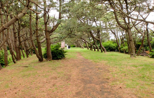 千本松原で秋を満喫しよう 自然を楽しむ2本立て 沼津つーしん