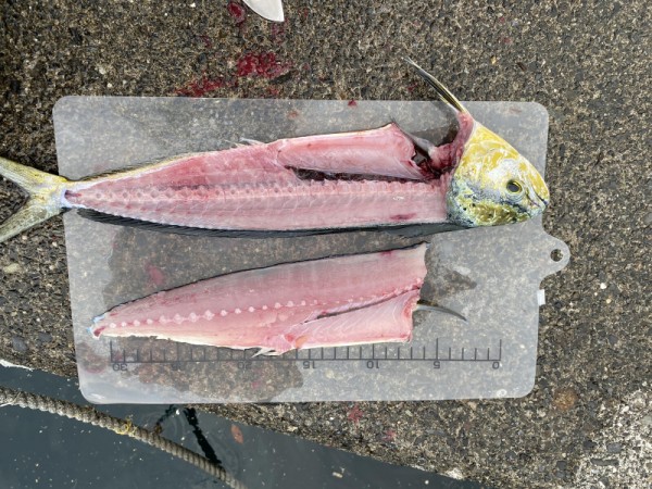 とにかく美味しいお魚が食べたいんです 釣り編 シイラ大漁 はじめての強い引きを経験 沼津つーしん