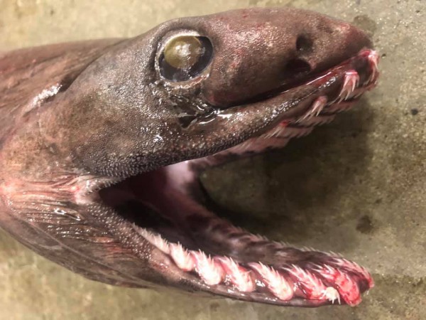 ぬまつー戸田深海魚図鑑 生きている化石 ラブカ に遭遇 沼津つーしん ぬまつー戸田深海魚図鑑 生きている化石 ラブカ に遭遇 沼津つーしん