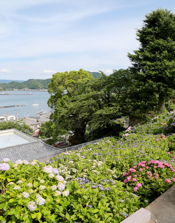 江浦の照江寺の紫陽花はピークアウト。それでも見どころたっぷり