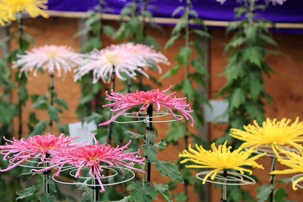 あなたの菊、御用邸に飾ってみない？「第56回菊華展」の出品作品を募集