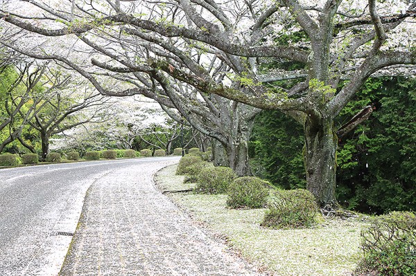 桜開花情報2026】富士通沼津工場（沼津市宮本） : 沼津つーしん