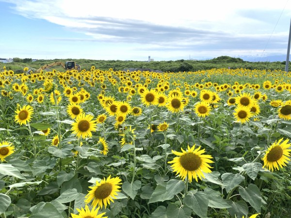 ひまわり真っ盛り！今年で17年目を迎える浮島ひまわりらんどが見頃っ