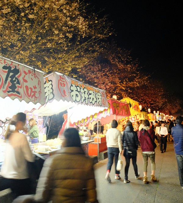 白隠ざくらに謎のシール。国イチバイパス沿いの西添町から原東町あたり