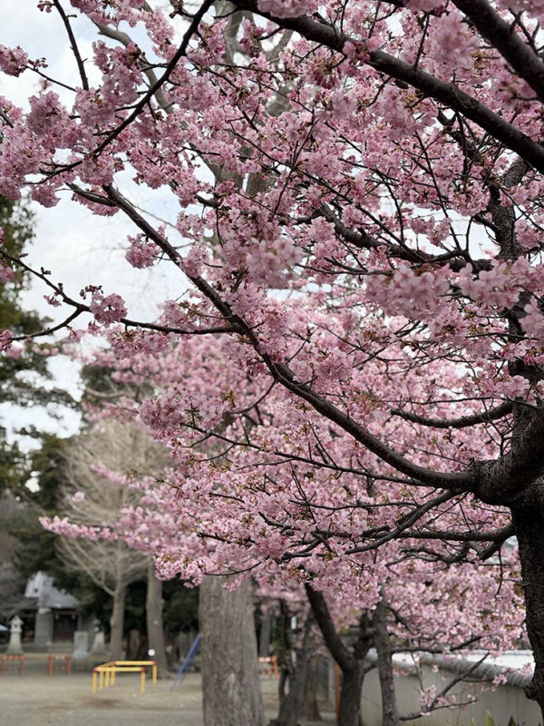 桜開花情報2026】今沢三島神社（今沢公会堂）のカワヅザクラ。（沼津市
