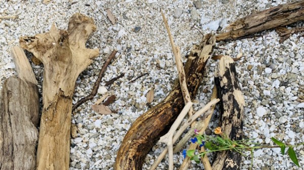 ガーデニングにもインテリアにも使えそう。流木寄せ植え教室in千本