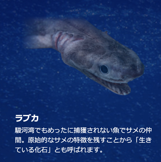 ぬまつー戸田深海魚図鑑 生きている化石 ラブカ に遭遇 沼津つーしん