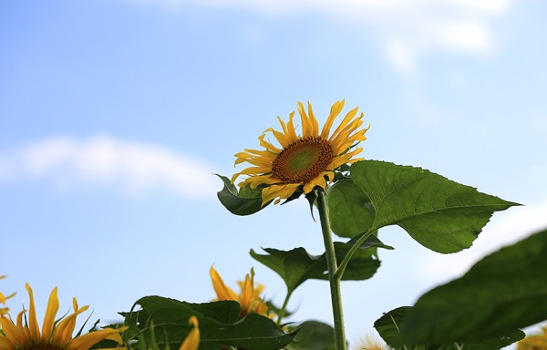沼津の夏のホットスポット！浮島ひまわりらんどが満開で満車！（沼津市