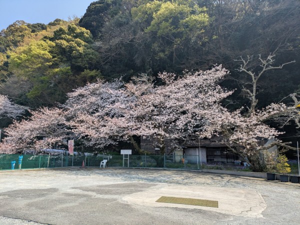 桜開花情報2026】沼津の南でも、桜はしっかり咲いています（西浦江梨