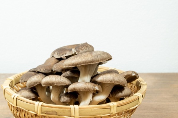 秋の味覚といえば？市民の森でキノコ教室開催。観察したり植菌作業をし