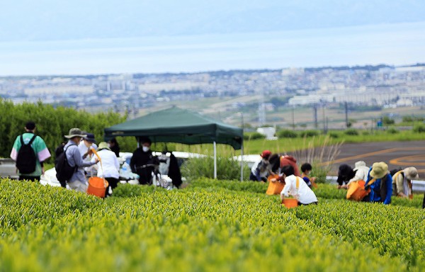 愛鷹山のふもとがめちゃ緑 新茶シーズンらしく茶摘み体験やってた 燦々ぬまづ大使の撮影もしてた 沼津つーしん