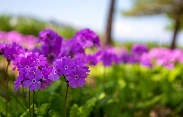 花言葉は 青春のはじまりと悲しみ 桜草を愛でる会 沼津つーしん