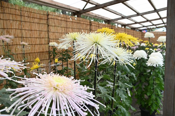 パラゴン　黒地　菊の花 沼津御用邸記念公園がきれいな花でいっぱい！絶賛開催中の第54回菊華展