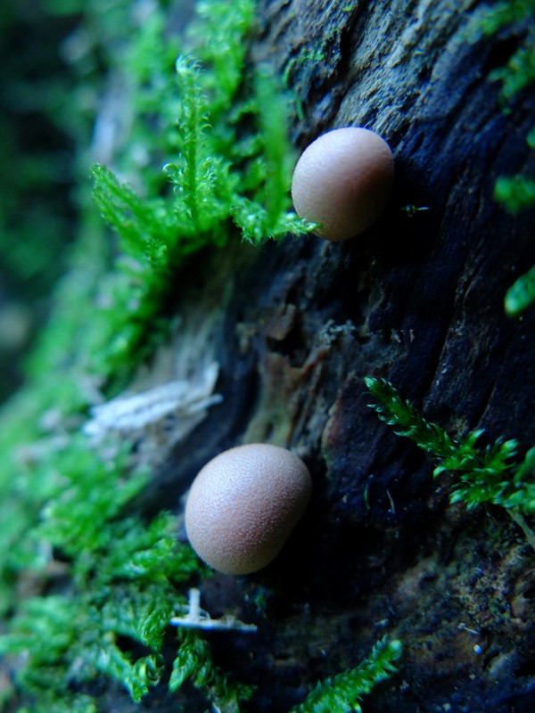 秋の味覚といえば？市民の森でキノコ教室開催。観察したり植菌作業をし