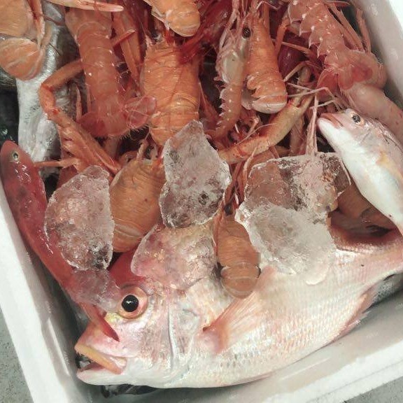 戸田 へだ 漁港直送 駿河湾の深海魚を食べてみよう 沼津つーしん