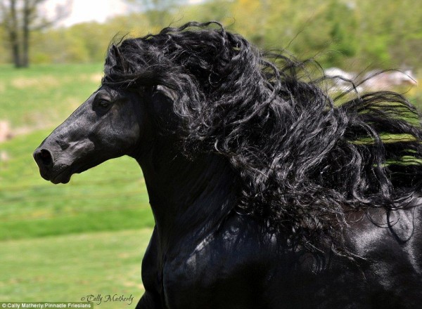 世界一カッコイイ馬がコレ 全身漆黒の黒 フサフサ これがリアル黒王号 哲学ニュースnwk