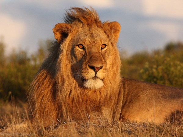 ライオンのどこが百獣の王なんだよｗｗｗｗ 哲学ニュースnwk