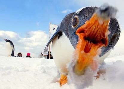 ペンギン お 人間やんけ 襲ったろ 哲学ニュースnwk ペンギン お 人間やんけ 襲ったろ 哲学ニュースnwk