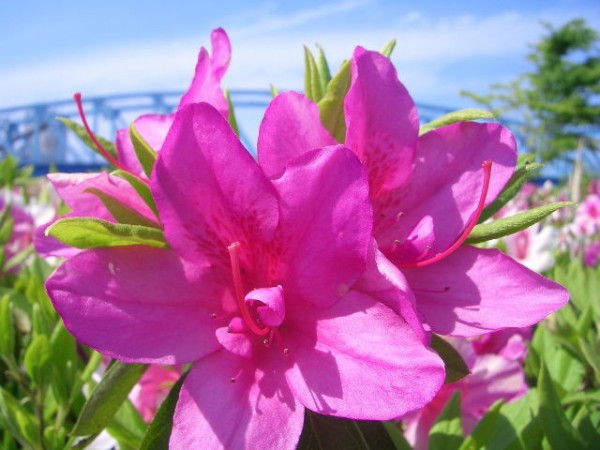 子供の頃道端の花の蜜吸ってた奴www 哲学ニュースnwk