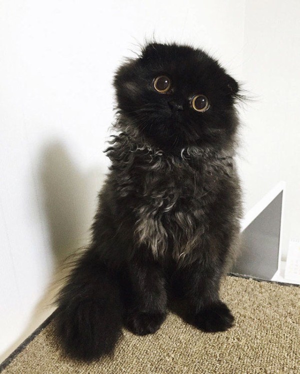 まっくろくろすけ みたいな猫が発見される めいちゃああああん 哲学ニュースnwk まっくろくろすけ みたいな猫が発見される めいちゃああああん 哲学ニュースnwk
