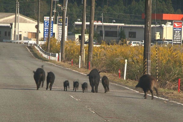 動物画像無料 驚くばかり福島 動物 野生 化 動物画像無料 驚くばかり福島 動物 野生 化