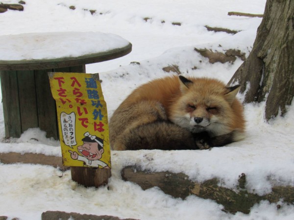 蔵王キツネ村行ってきたやでー 哲学ニュースnwk