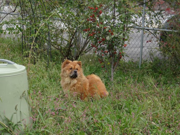 チャウチャウの子犬の値段に思うこと Nyan Chow S チャウチャウ