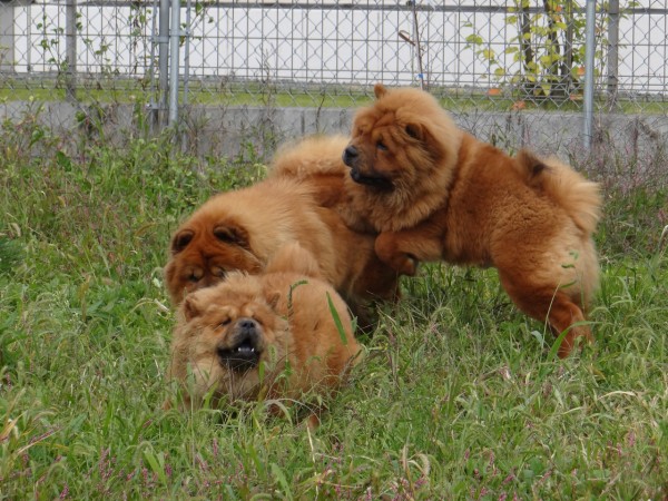 チャウチャウの子犬の値段に思うこと Nyan Chow S チャウチャウ