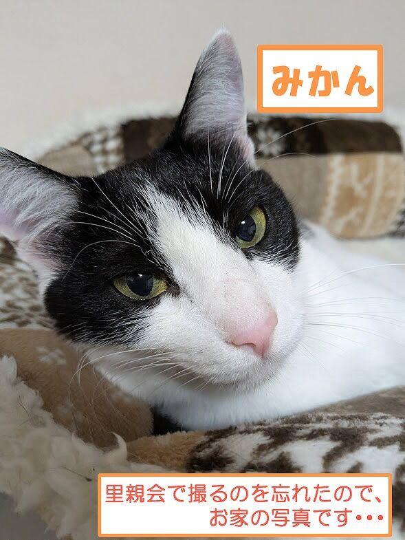 4月27日（日）の里親会報告 : 四日市にゃんこレスキュー 愛の手