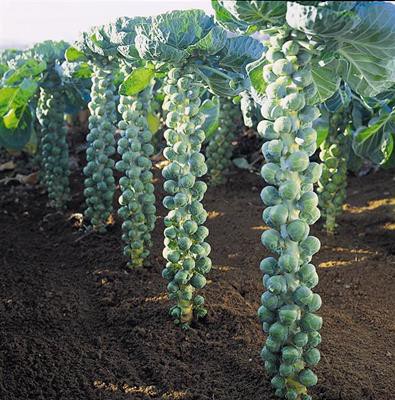 芽キャベツが大好きです Nyスタイルのお料理教室ーnycookingのブログ 東京目黒 ニューヨーク Since 04