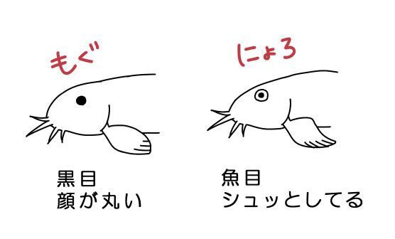 どじょうの顔の特徴 どじょっこ帳