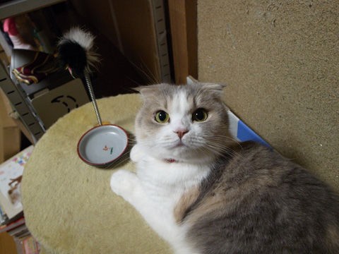 拗ねる。 : 猫バカとバカ猫