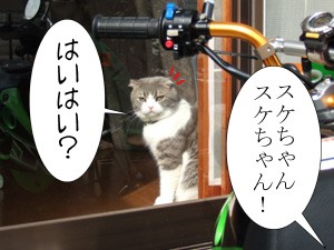 貧乏には理由がある 猫バカとバカ猫