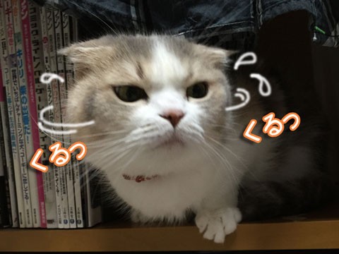 第3回gsrカップ 猫バカとバカ猫