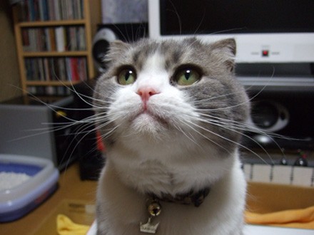 むぐぐ二十選 猫バカとバカ猫