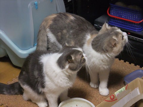 偽姉弟じゃなくて偽兄妹です 猫バカとバカ猫 偽姉弟じゃなくて偽兄妹です 猫バカとバカ猫