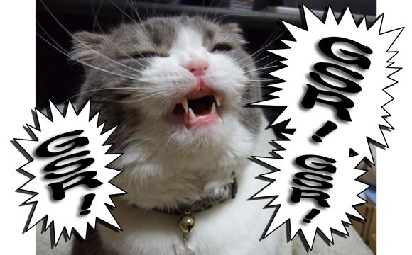 第２回GSRカップ。 : 猫バカとバカ猫