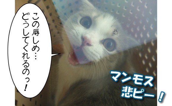 健康診断 猫バカとバカ猫