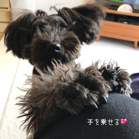 犬が飼い主に甘える仕草 オーチャンネル