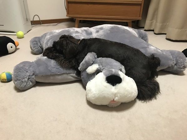 コストコシュナベッドと格闘！ : オーチャンネル☆