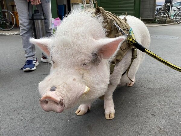 浅草で豚のとんかつ君に遭遇 オーチャンネル