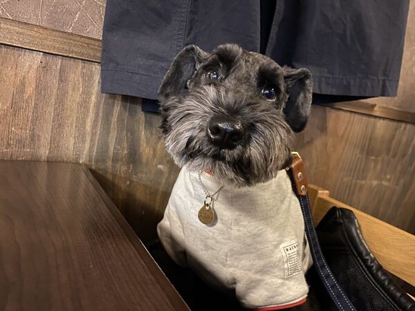 亀戸 串銀蔵で美味しい焼き鳥堪能 Paypay30 還元でお得でした オーチャンネル