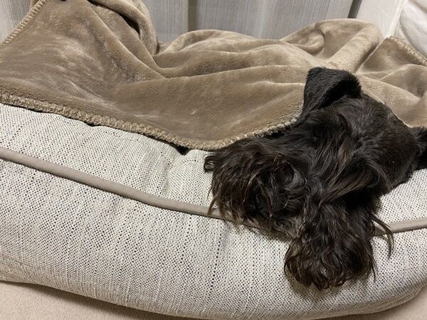 浅草で豚のとんかつ君に遭遇 オーチャンネル