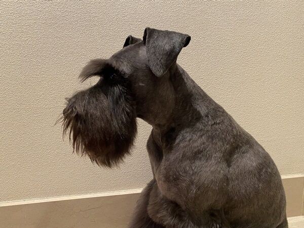 ミニチュアシュナウザーって一体どんな犬種だろう オーチャンネル