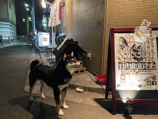 ラーメン屋の看板犬kudakaが可愛すぎる件 オーチャンネル