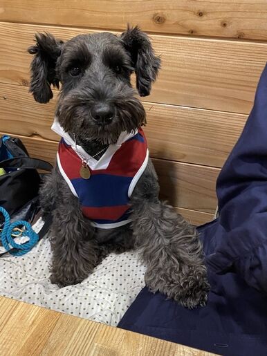 焼き鳥ぽん太で人犬平等を訴えるイヌ オーチャンネル